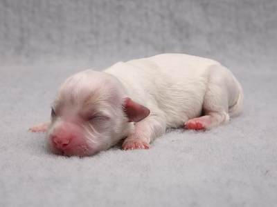 Bichon Havanais hvalpe - Kennel Miki Nanoq
